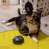 Louna