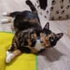 Louna