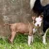 YELLOW le petit bellot