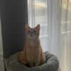 Lieber Njonjo sucht neue Familie