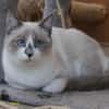 Liebe Lada (FelV-positiv)