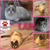 Liebe Lada (FelV-positiv)
