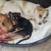 Süsse kleine Bandita sucht ein Zuhause