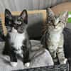 BIENE und Trixie
