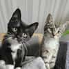 BIENE und Trixie