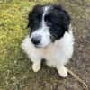 Rowdy - Zuhause zum Schmusen gesucht