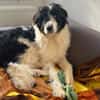 Rowdy - Zuhause zum Schmusen gesucht