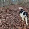 Rowdy - Zuhause zum Schmusen gesucht