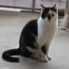 Lieber Tommy (Felv pos.)