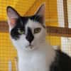 Lieber Tommy (Felv pos.)