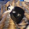 Lieber Tommy (Felv pos.)