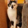 Lieber Tommy (Felv pos.)
