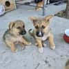 Fifi + Bondarel, Dreamteam sucht Familie