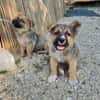 Fifi + Bondarel, Dreamteam sucht Familie