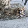 Fifi + Bondarel, Dreamteam sucht Familie