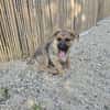 Fifi + Bondarel, Dreamteam sucht Familie