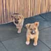 Fifi + Bondarel, Dreamteam sucht Familie