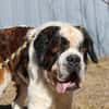 Bootsmann, Traumhund mit Handicap