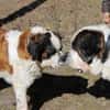 Bootsmann, Traumhund mit Handicap