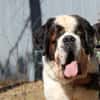 Bootsmann, Traumhund mit Handicap