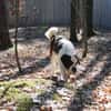 Bootsmann, Traumhund mit Handicap