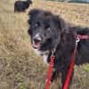 lieber Mischling Corwin sucht Zuhause