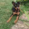 Billy sucht ein liebevolles Zuhause