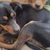 Billy sucht ein liebevolles Zuhause