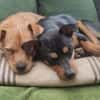 Billy sucht ein liebevolles Zuhause