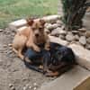 Billy sucht ein liebevolles Zuhause