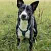 Wendy sucht dringend ein Zuhause