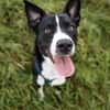 Wendy sucht dringend ein Zuhause