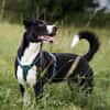 Wendy sucht dringend ein Zuhause