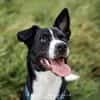 Wendy sucht dringend ein Zuhause
