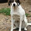 Elric ist ein wunderbarer, offener Hund!