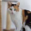 BALI-zuckersüße, hübsche Tricolor-Katze