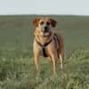 Vili-LM, Kuschelboy sucht Familie