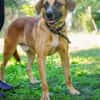 Vili-LM, Kuschelboy sucht Familie