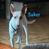 Suker wird euer Leben bereichern3/21DE