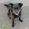 Keya sucht ein ruhiges Zuhause