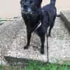 Keya sucht ein ruhiges Zuhause