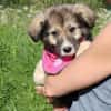 Süße Phoebe sucht neuen Wirkungskreis