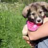 Süße Phoebe sucht neuen Wirkungskreis