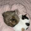 Bella & Olivia -Freundliche Katzenladys