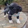 Lenny sucht ein Zuhause