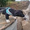 Lenny sucht ein Zuhause