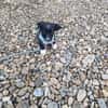 Lenny sucht ein Zuhause