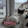 Emmy und Morphy aus dem Tierschutz