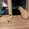 Emmy und Morphy aus dem Tierschutz