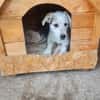 Little White Rock sucht seine Familie